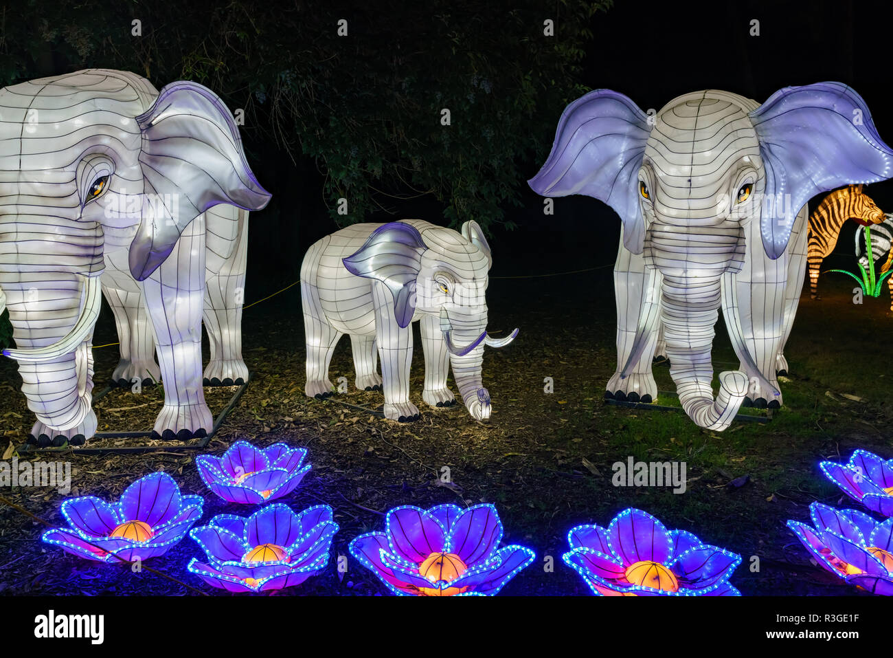 Los Angeles, 21 NOV : Belle lanterne colorée de Moonlight Forest Festival le Nov 21, 2018 à Los Angeles Banque D'Images