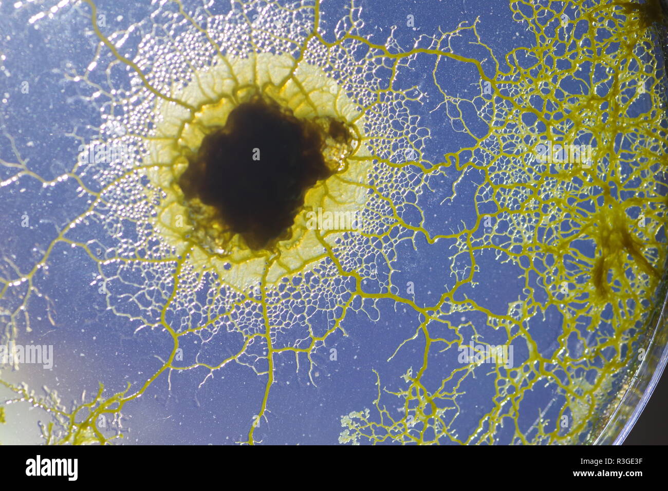 Myxomycète jaune (Physarum polycephalum) croissant et Réseau formant dans Agar Pétri. Projet de laboratoire de biologie, en Écosse, au Royaume-Uni. Banque D'Images
