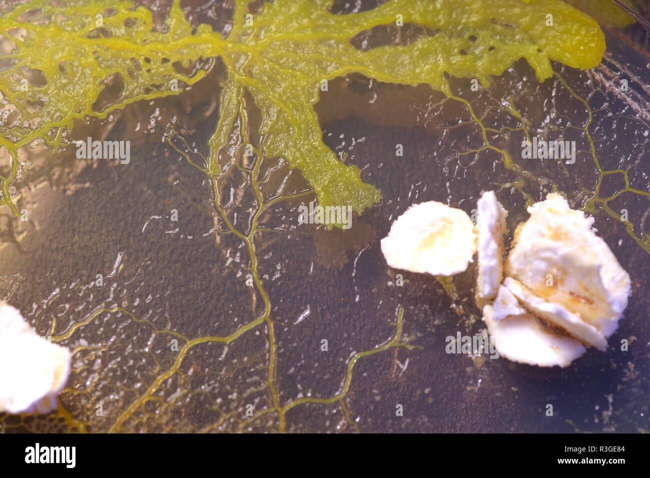 Myxomycète jaune (Physarum polycephalum) croissant et réseau de Petri dans la gélose de formage, l'alimentation sur l'avoine. Projet de laboratoire de biologie, en Écosse, au Royaume-Uni. Banque D'Images