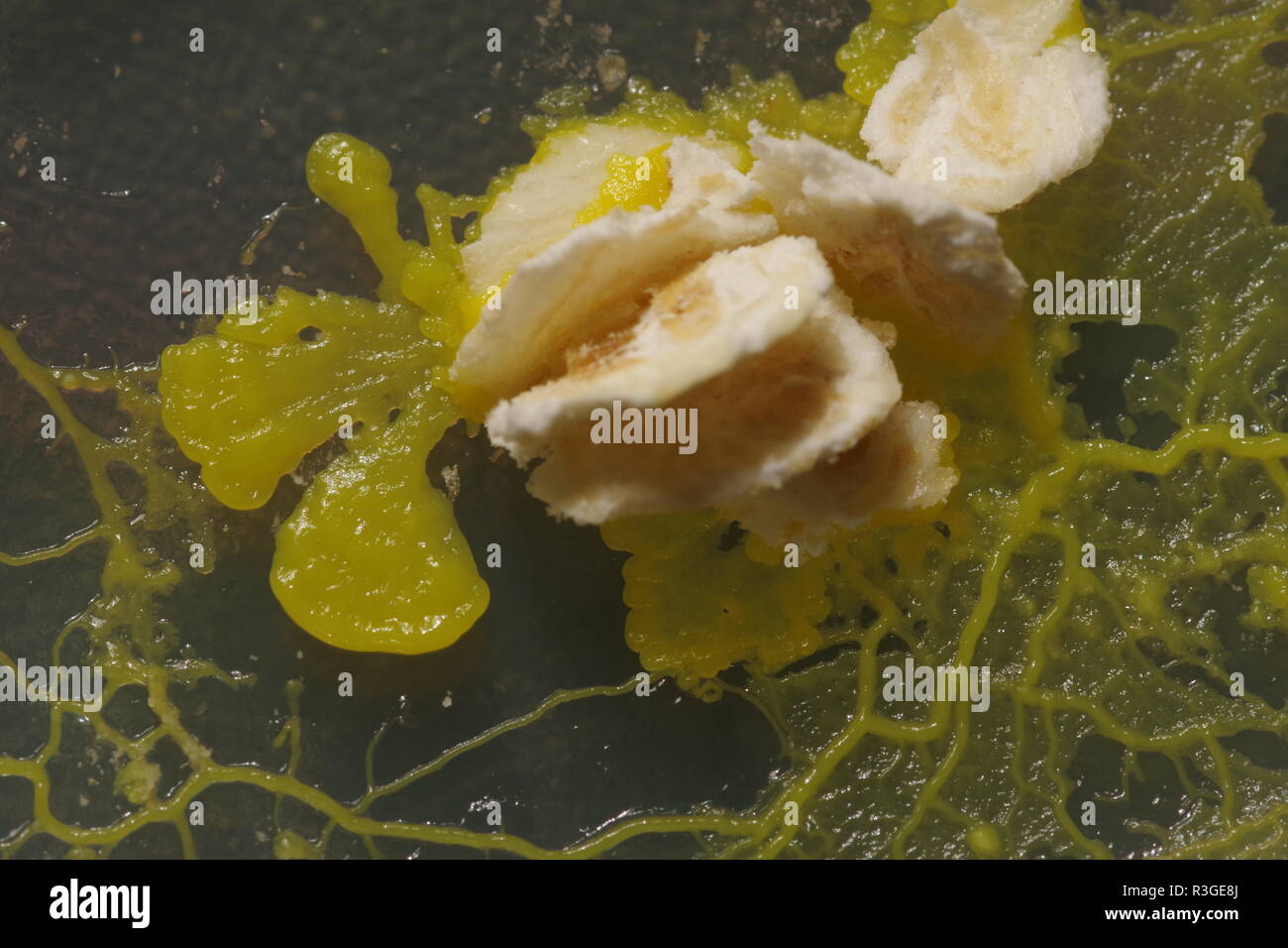 Moule jaune à chaux (Physarum polycephalum) en croissance et formation de réseaux dans une boîte de Pétri Agar, en alimentation sur avoine. Biology Laboratory Project, Écosse, Royaume-Uni. Banque D'Images