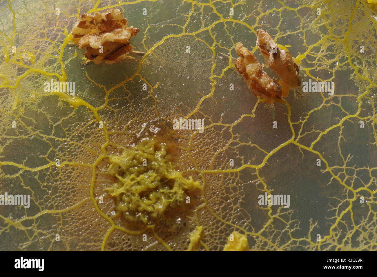 Myxomycète jaune (Physarum polycephalum) croissant et Réseau formant dans Agar Petri Dis, se nourrissant de l'avoine. Projet de laboratoire de biologie, en Écosse, au Royaume-Uni. Banque D'Images