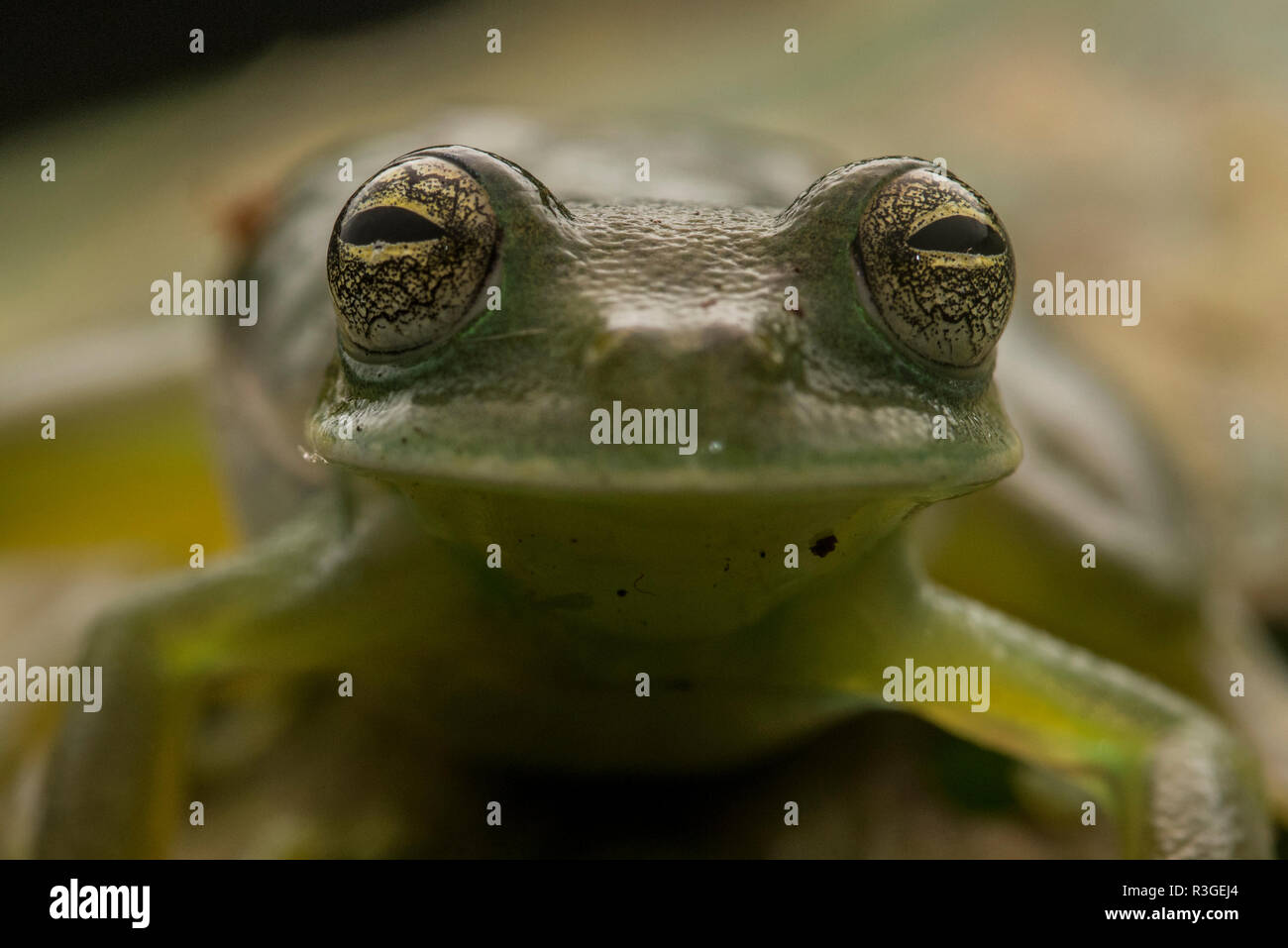 Une macro des yeux de Cochranella nola, un rare et menacé glass frog espèce endémique de Bolivie et du Pérou. Banque D'Images