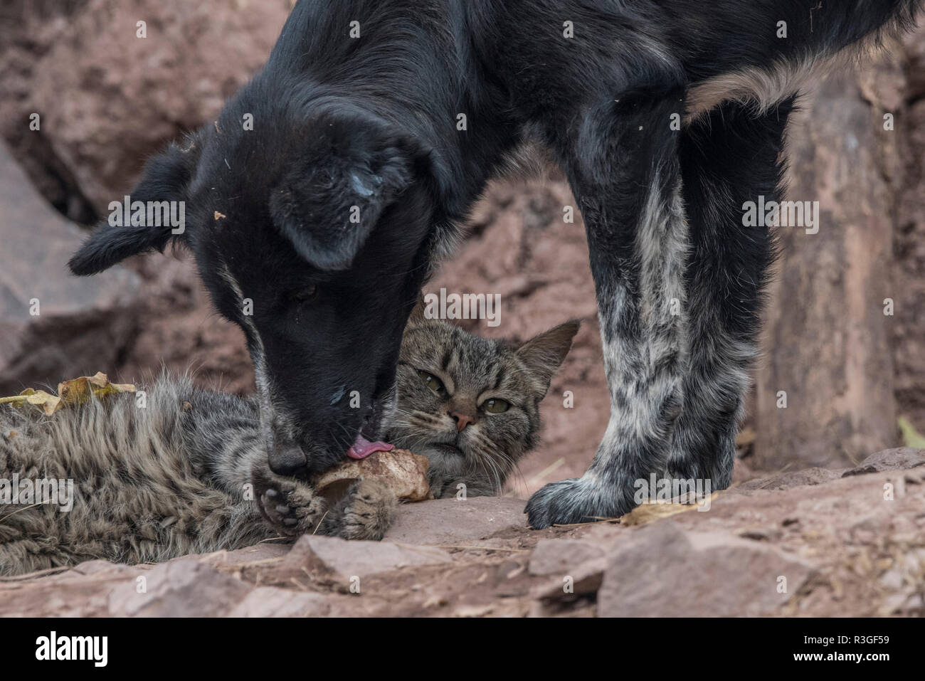 Un chat nuzzles jusqu'à un improbable ami, un chien à l'extérieur, dans les rues de Cusco, Pérou. Banque D'Images
