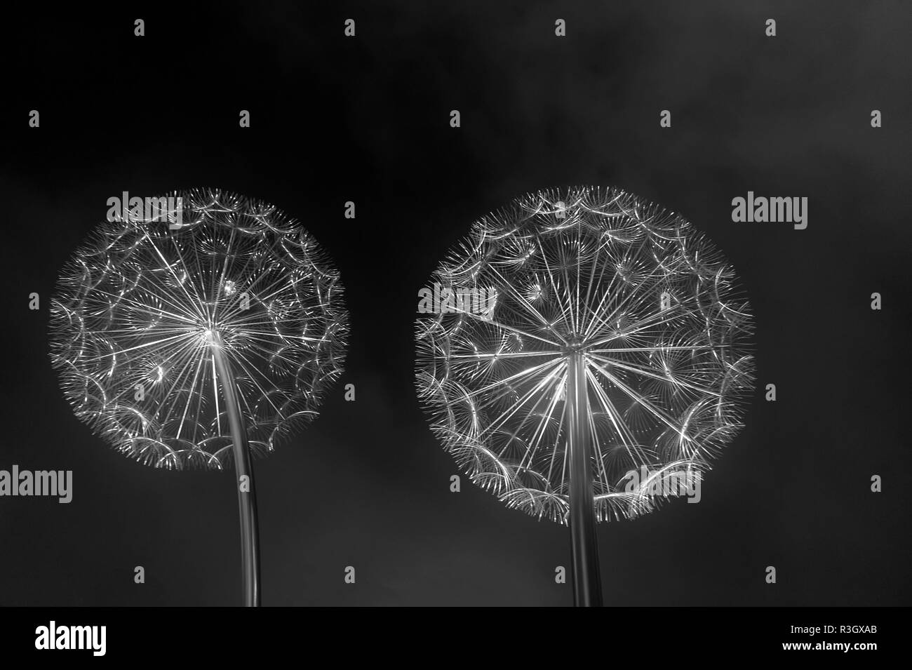 Feux de pissenlit à Dubaï, Émirats arabes unis dans la nuit. Décoration design d'installation, sculpture structure. La lumière, l'éclairage l'éclairage. Banque D'Images