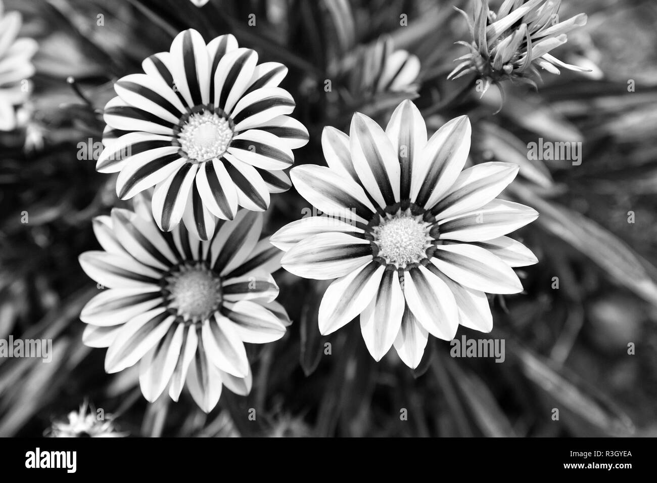 Gerbera fleurs sur fond naturel brouillée. Gerbera dans jardin d'été. La floraison des fleurs avec des pétales jaune et rouge. La nature et l'environnement Banque D'Images