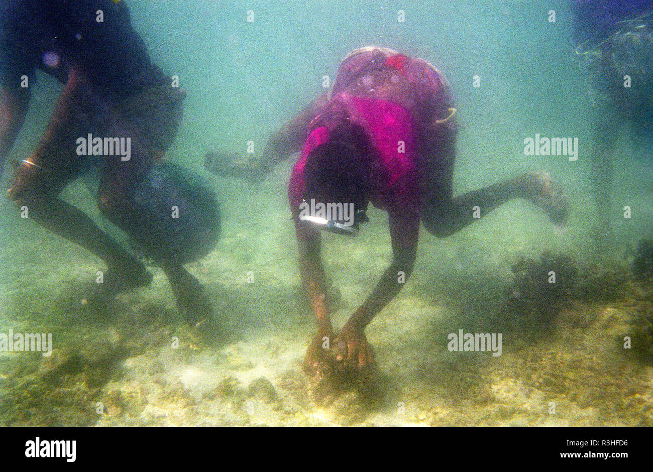 L'INDE, le Tamil Nadu, le golfe de Mannar, Ramnath, les femmes du village de pêcheurs d'algues pour Valasai plongent pour la génération de revenus , l'algue rouge est utilisé pour le traitement de l'Agar-agar ou de la carraghénine comme épaississant pour l'industrie alimentaire, cosmétique etc., l'image a été tourné en 35mm couleur négative et d'un grain de film Banque D'Images