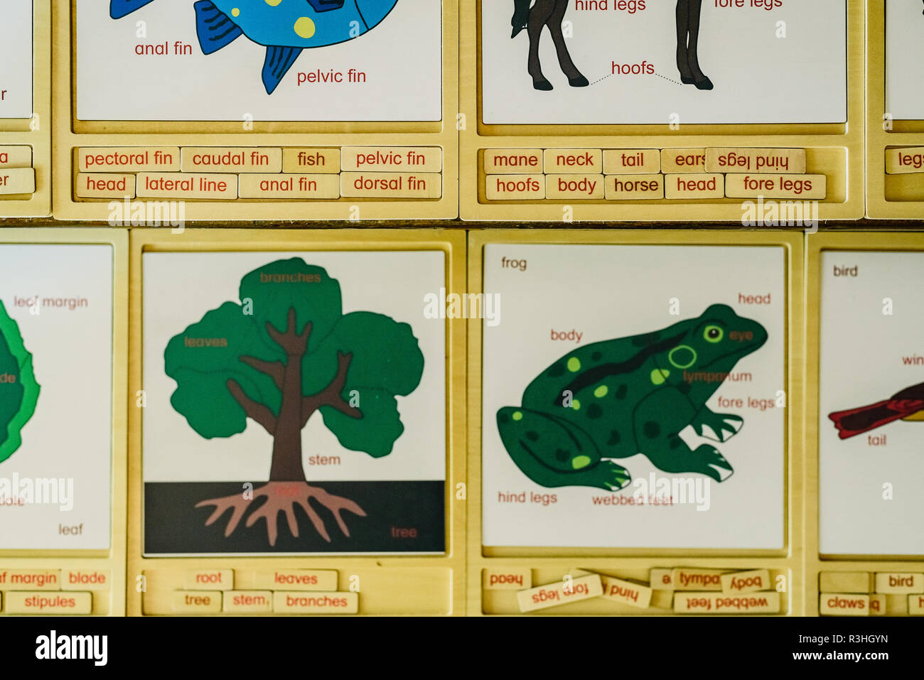 Cartes Avec Des Noms Danimaux Dans Une école Montessori