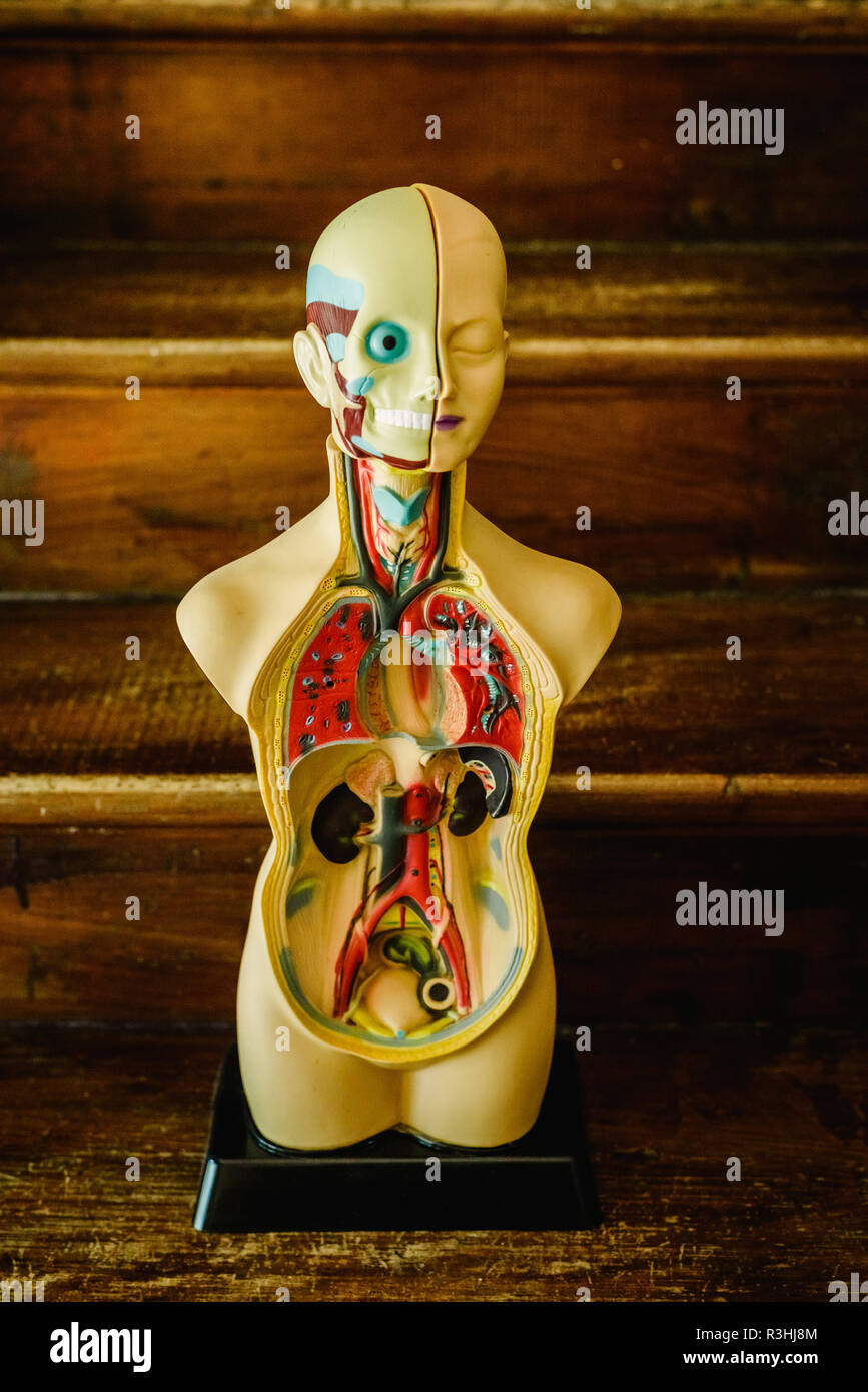 buste de corps humain - détail des organes Stock Photo
