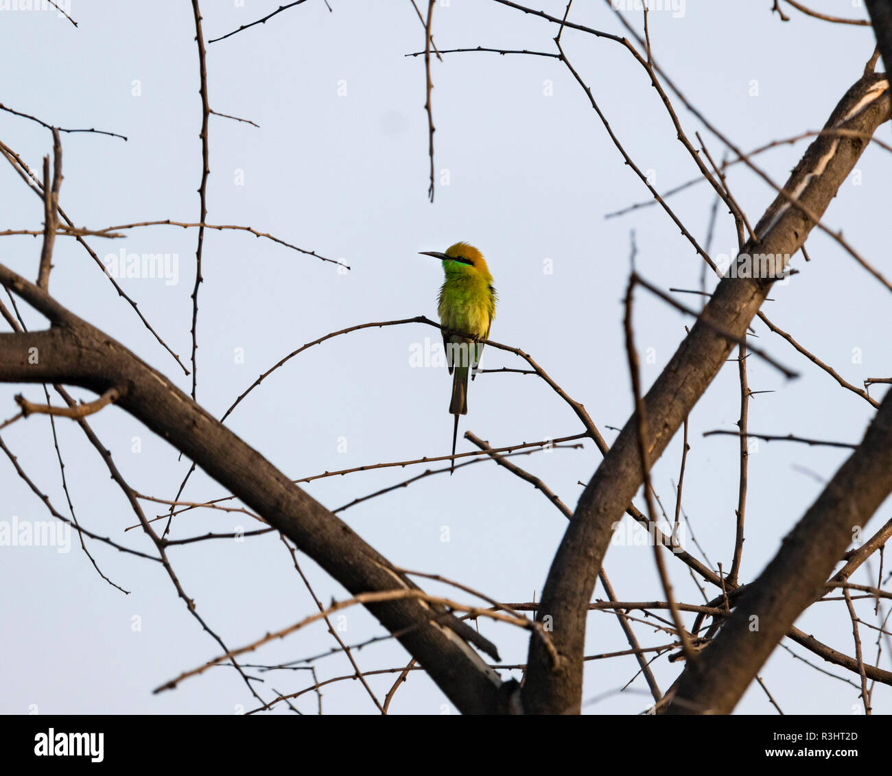 Guêpier isolé assis sur une branche d'arbre dans un matin ensoleillé Banque D'Images