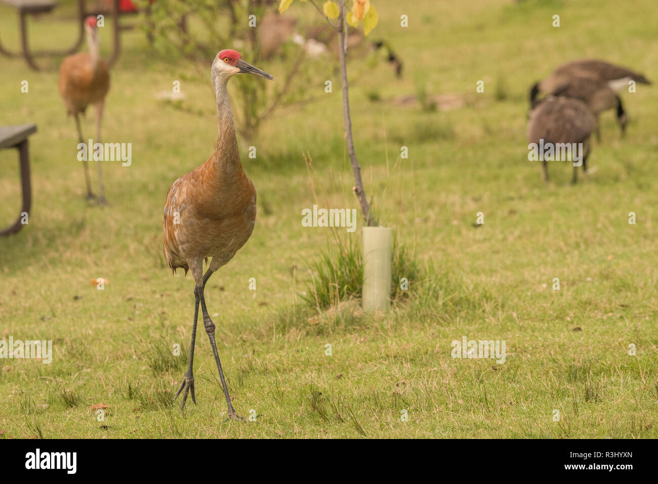La grue du Canada (Grus canadensis) marcher sur une pelouse dans le Wisconsin. Banque D'Images