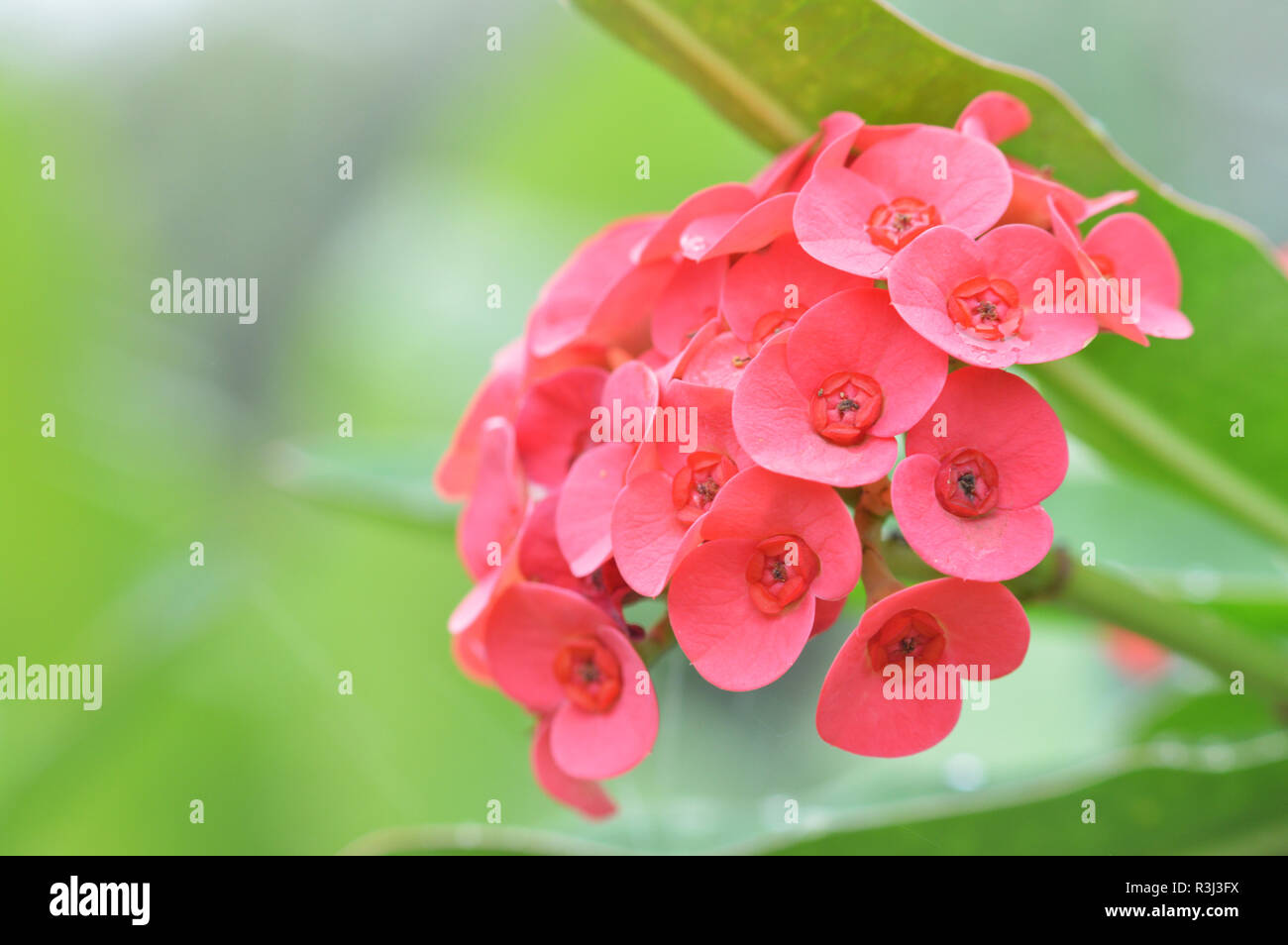 Fleur d'épine du Christ / Euphorbia milli ou couronne d'épines fleur rouge sur fond vert naturel - rose d'Euphorbia milli Desmoul foisonnent dans la ga Banque D'Images