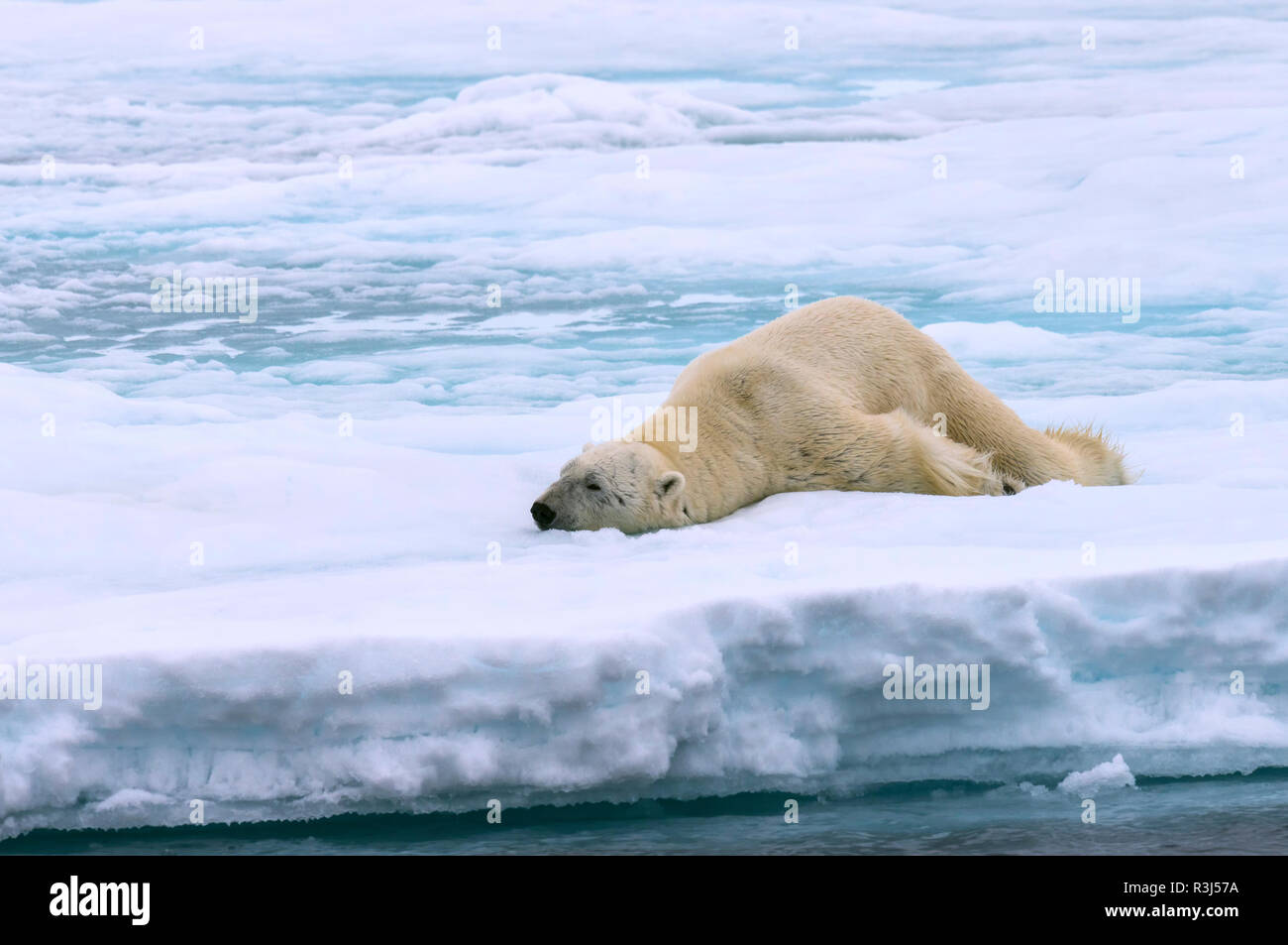 L'ours polaire (Ursus maritimus), homme qui s'étend sur la banquise, archipel du Svalbard, l'Arctique, la mer de Barents, Norvège Banque D'Images