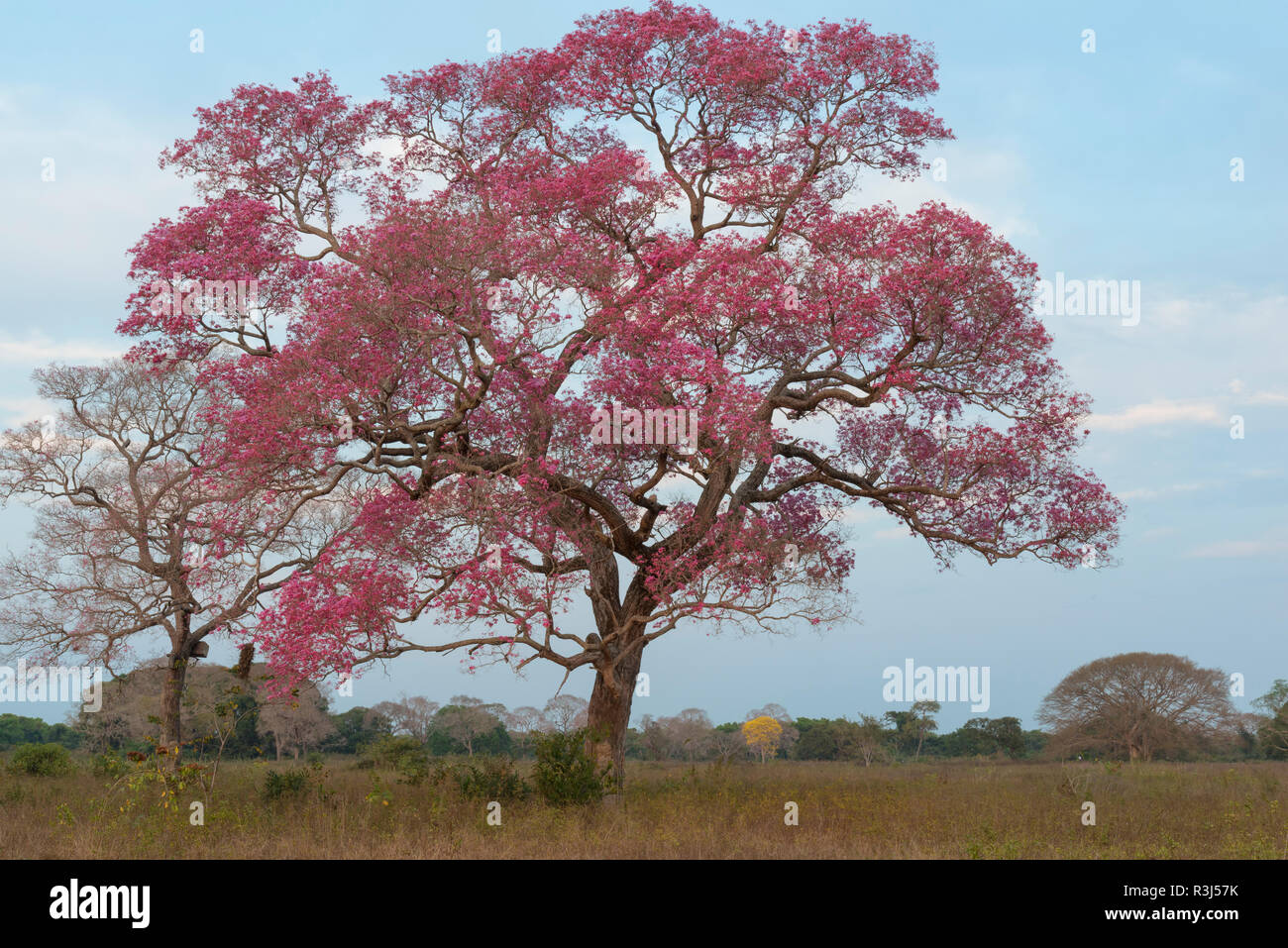 Pink Ipe Tabebuia ipe) pendant la saison de floraison, Pantanal, Mato Grosso, Brésil Banque D'Images