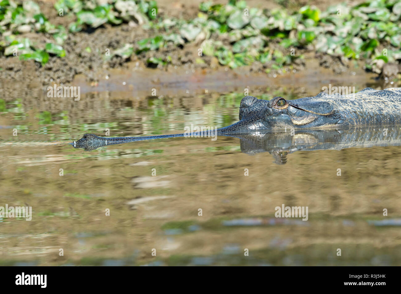 Ou gavial gavial (Gavialis gangeticus) dans l'eau, espèces en danger critique d'extinction, Crocodylidae, parc national de Chitwan Banque D'Images