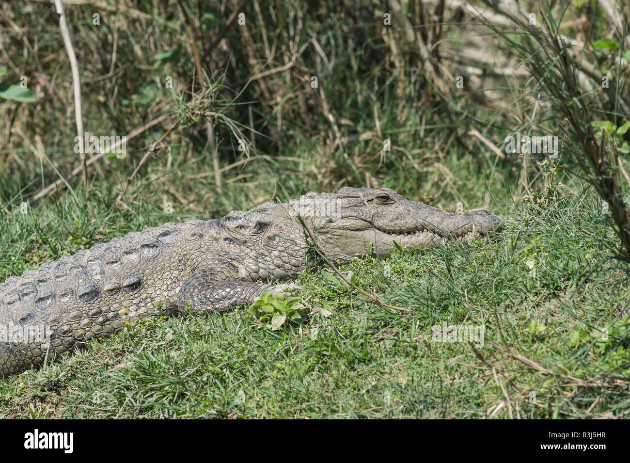 Voyou ou crocodile crocodile (Crocodylus palustris Marsh) sur les rives, parc national de Chitwan, au Népal Banque D'Images