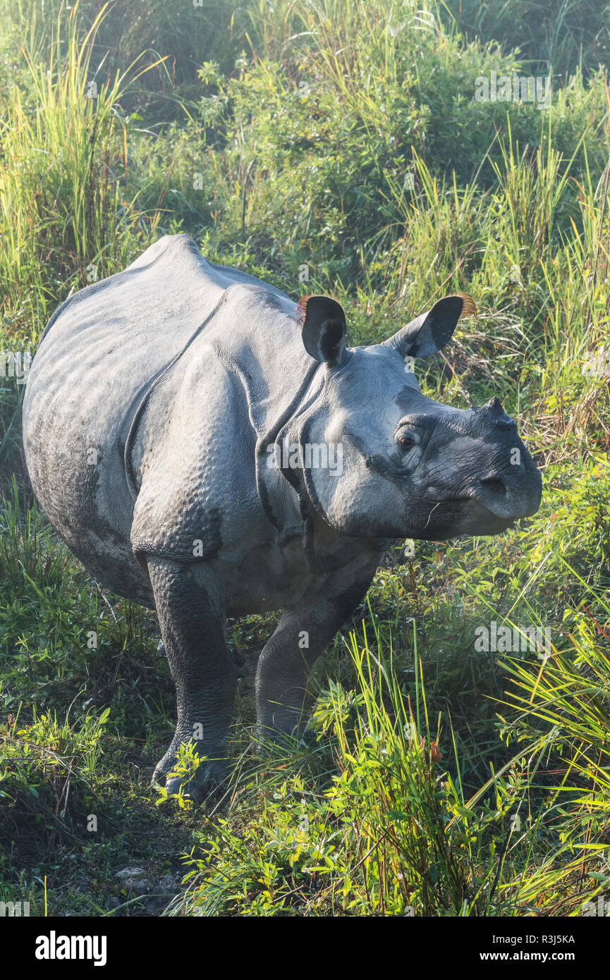 Le rhinocéros indien (Rhinoceros unicornis) dans l'herbe haute, le parc national de Kaziranga, Assam, Inde Banque D'Images