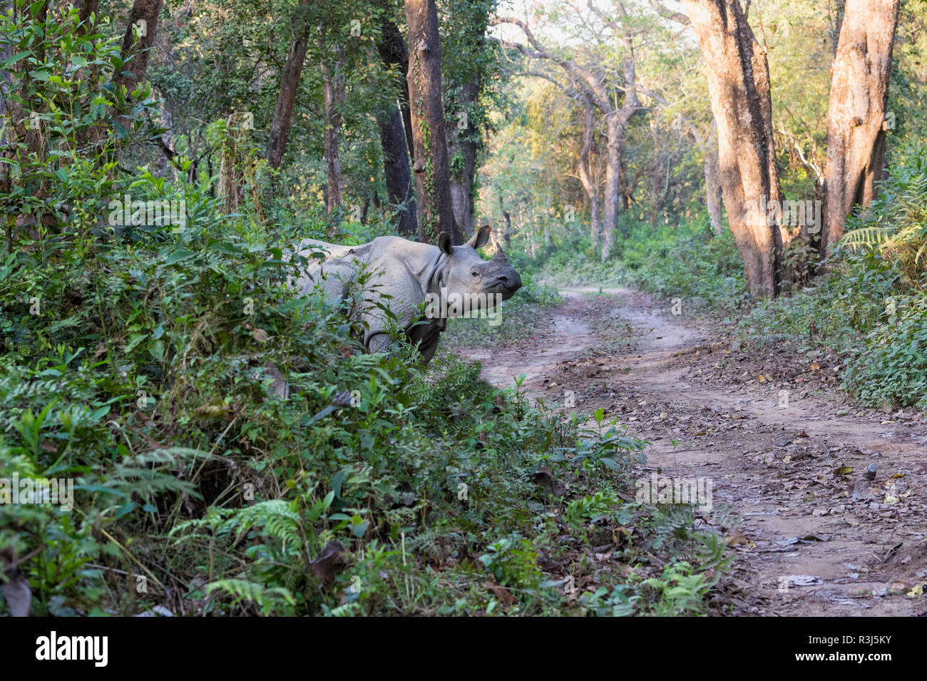 Le rhinocéros indien (Rhinoceros unicornis) traversée route forestière en jungle, parc national de Chitwan, au Népal Banque D'Images