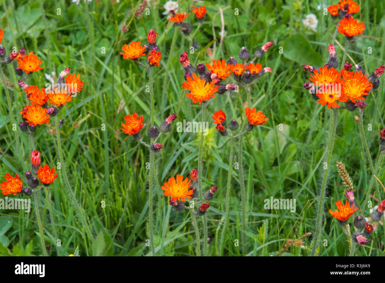 Prairie avec des fleurs sauvages orange, Erigeron aurantiacus, Sary Jaz vallée, Kirghizistan Banque D'Images