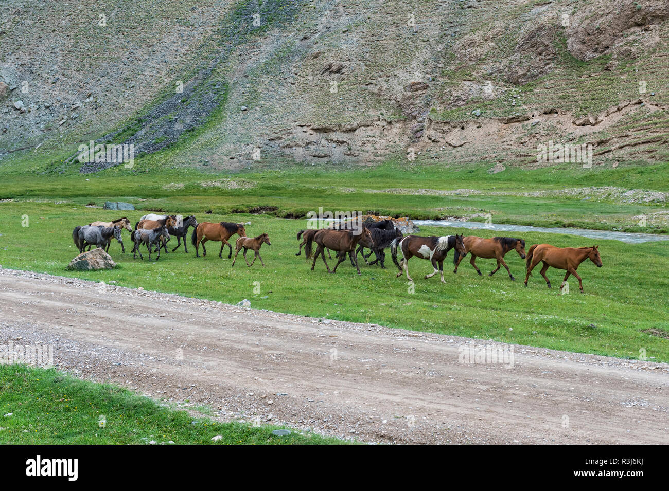 Chevaux qui courent le long d'une rivière de montagne, province de Naryn, Kirghizistan Banque D'Images