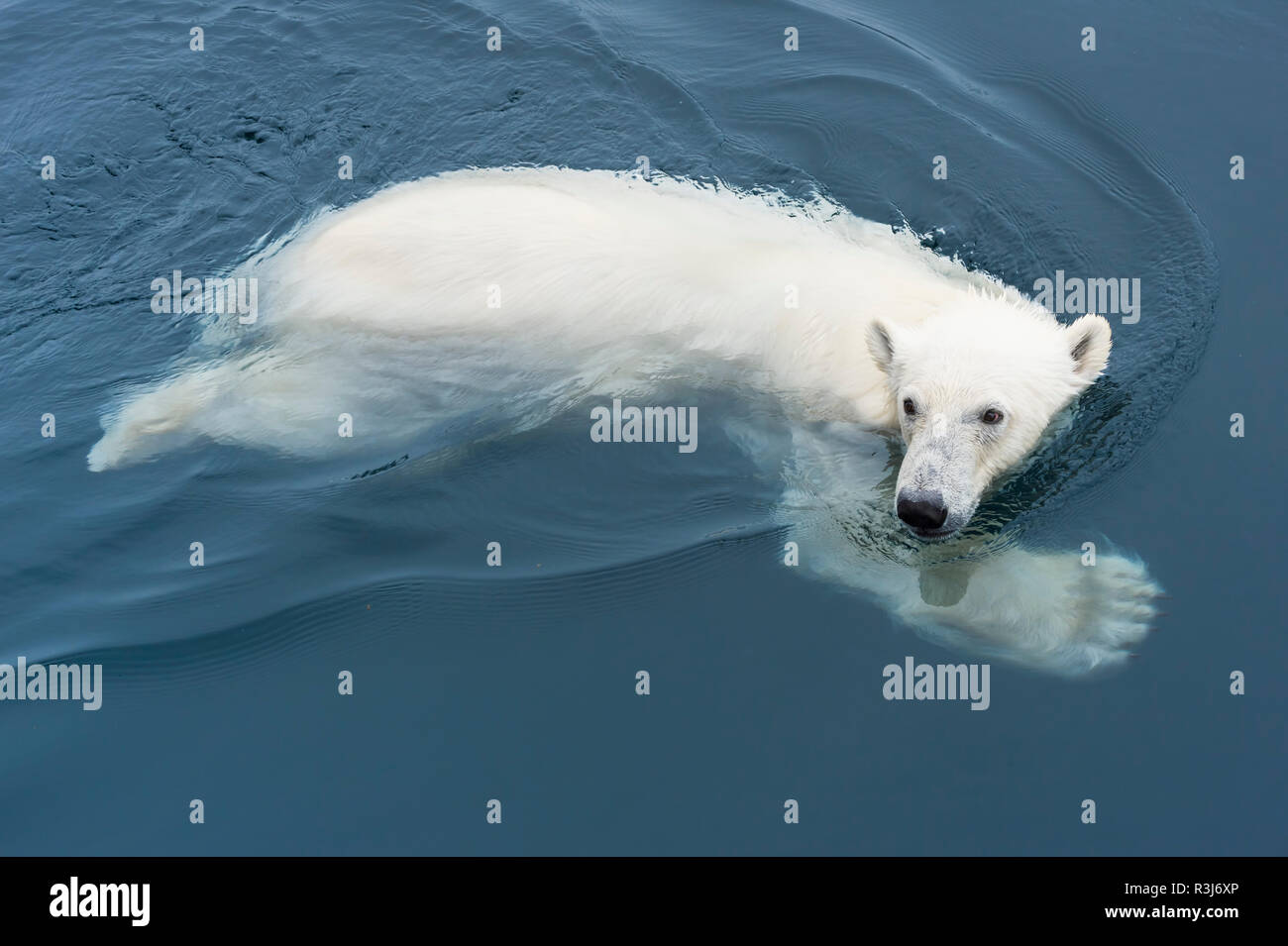L'ours polaire (Ursus maritimus) natation, archipel du Svalbard, Norvège Banque D'Images