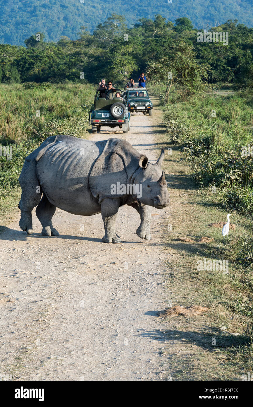 Le rhinocéros indien (Rhinoceros unicornis) traversée d'une route de gravier à l'avant d'un véhicule avec les touristes, le parc national de Kaziranga Banque D'Images