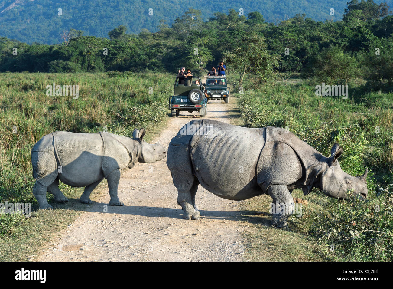 Le rhinocéros indien (Rhinoceros unicornis) avec les jeunes, en traversant la route de gravier à l'avant d'un véhicule avec les touristes Banque D'Images