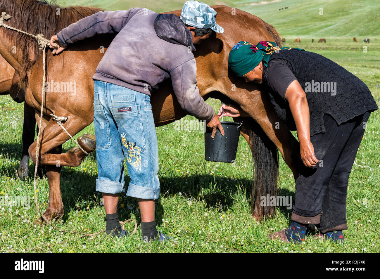 Couple de traire une mare nomades kirghizes sur les pâturages de montagne, lac Kol Chanson, province de Naryn, du Kirghizistan, de l'Asie centrale Banque D'Images