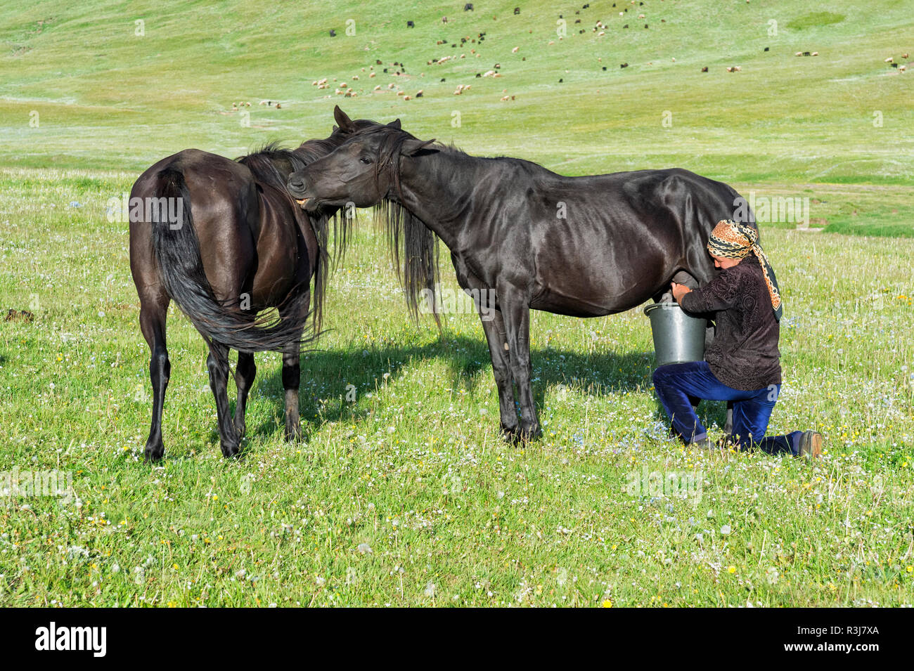 Femme kirghize traire une mare sur les pâturages de montagne, lac Kol Chanson, province de Naryn, du Kirghizistan, de l'Asie centrale Banque D'Images