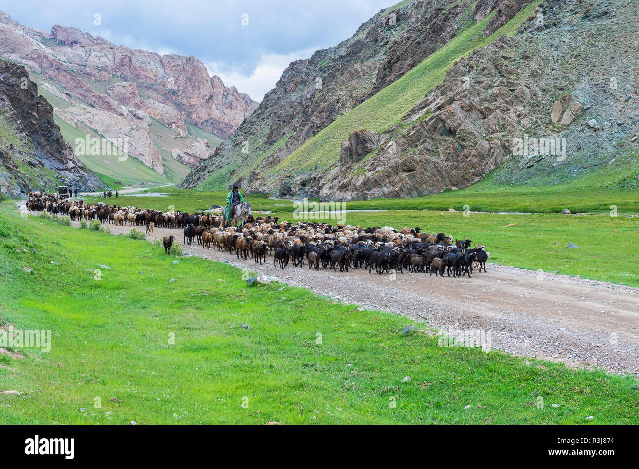 Mener un troupeau de moutons Berger dans une vallée, province de Naryn, Kirghizistan Banque D'Images