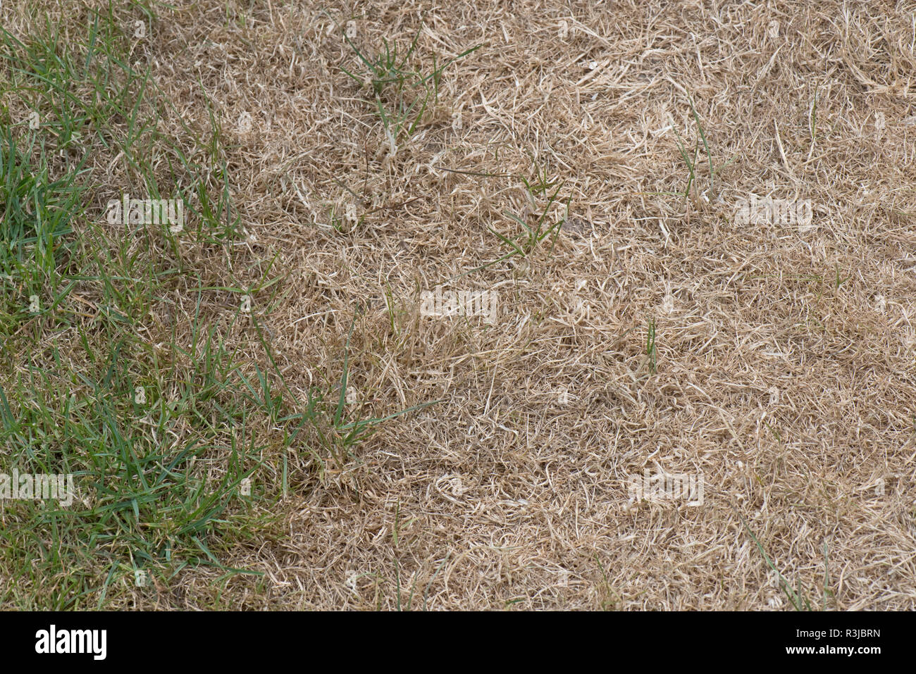 Assoiffées, brunes et sèches jardin pelouse herbe dans un été chaud la sécheresse, Berkshire, Juillet Banque D'Images