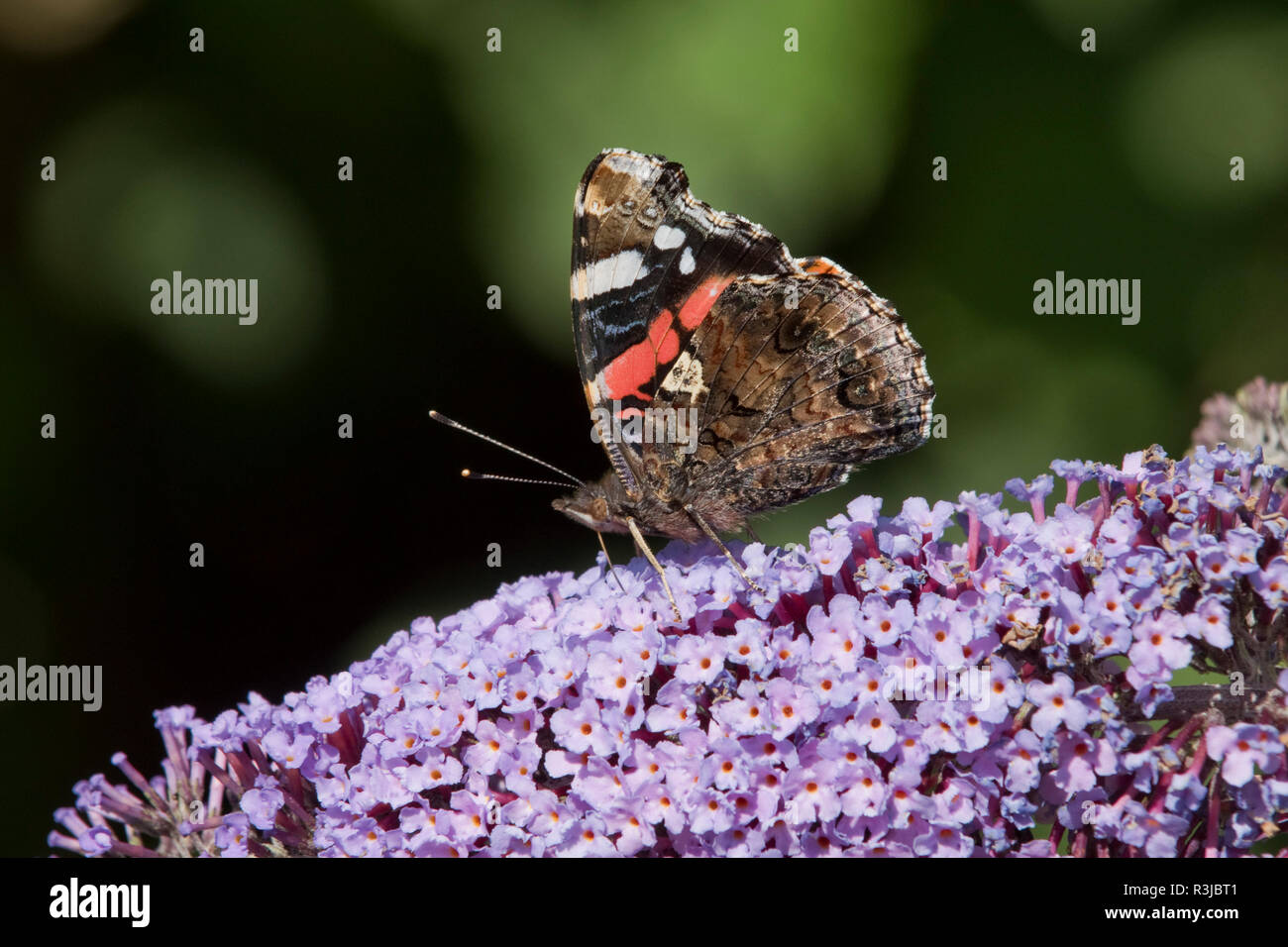 Un papillon vulcain Vanessa atalanta, avec des ailes, qui se nourrissent de nectar fermé un Buddleia davidii, fleur, Août Banque D'Images