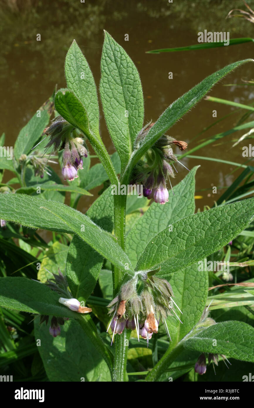 Symphytum officinale Consoude, commune de floraison, à côté du canal Kennet & Avon, Hungerford, juin Banque D'Images