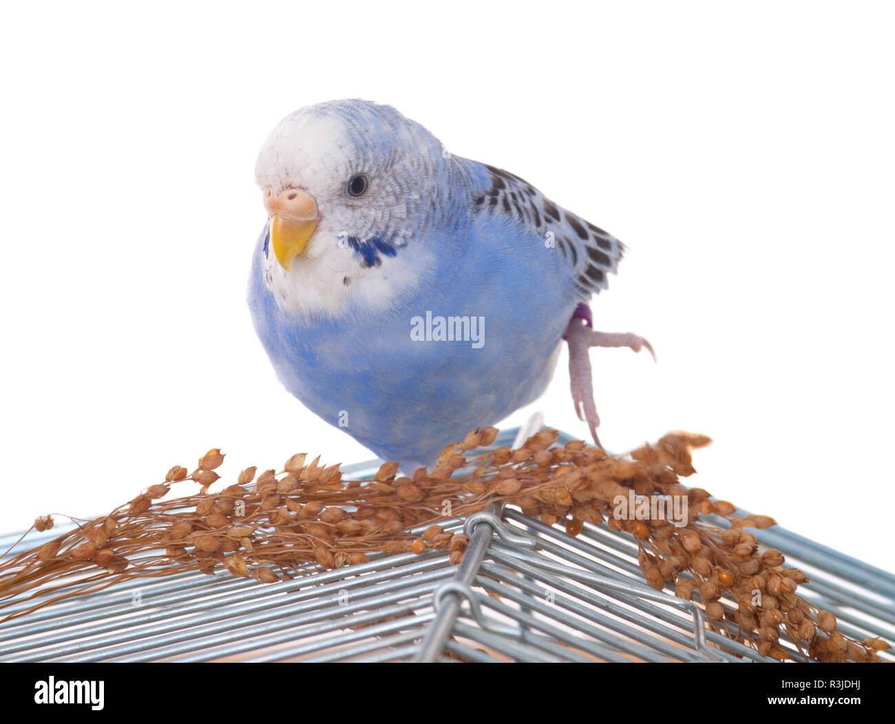 Graines Pour Oiseaux Perruche Avec Cage Sur Banque Dimages