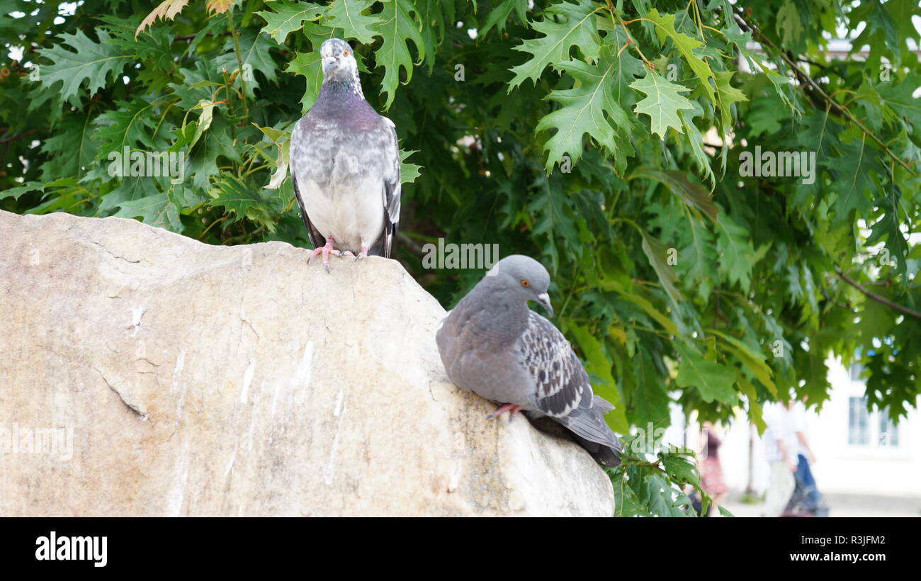 Deux pigeons sur un bloc de granite sur l'arrière-plan de feuillage vert Banque D'Images