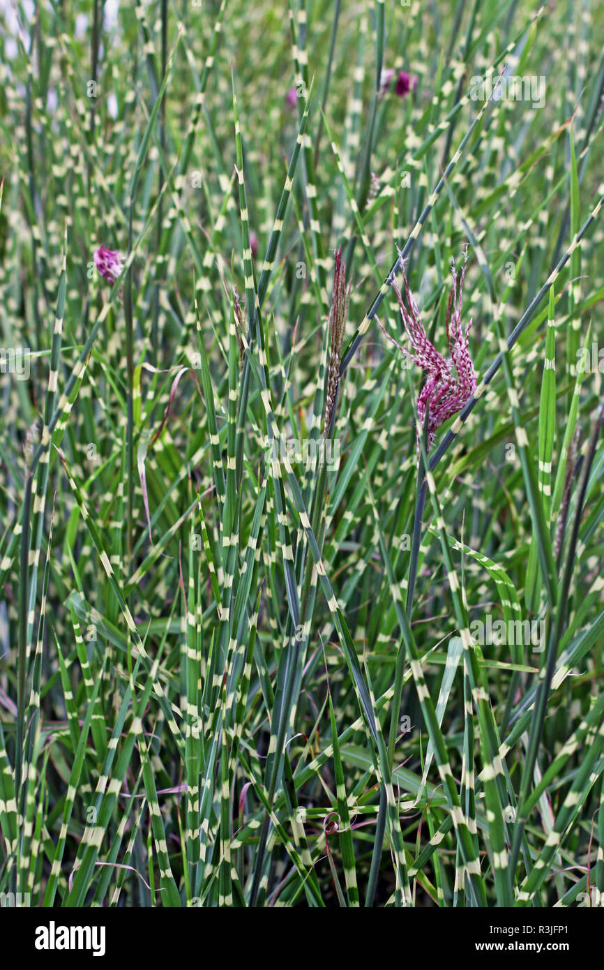 Blooming zebra grass Miscanthus sinensis strictus Banque D'Images