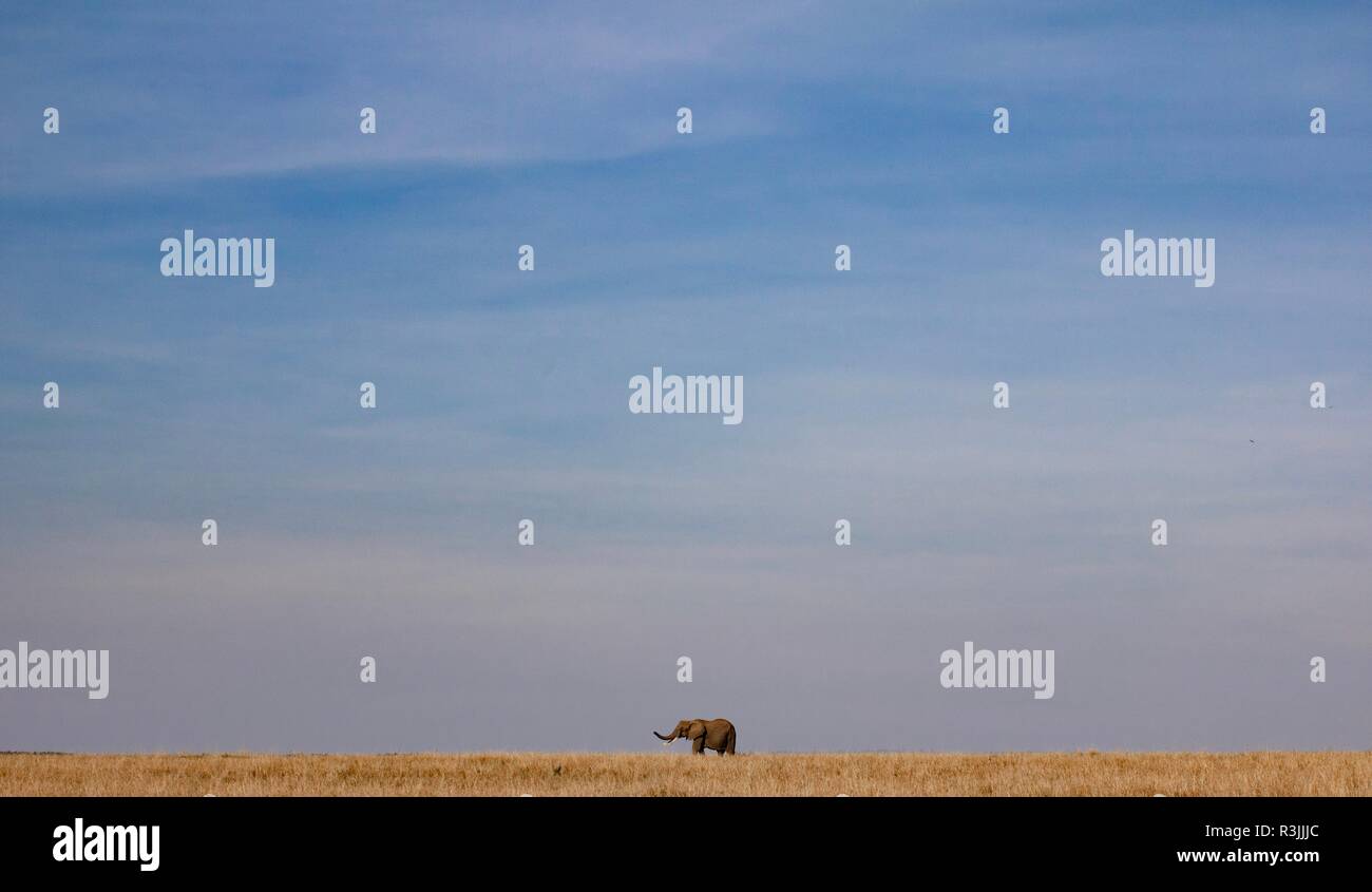 Éléphant dans la savane africaine Banque D'Images