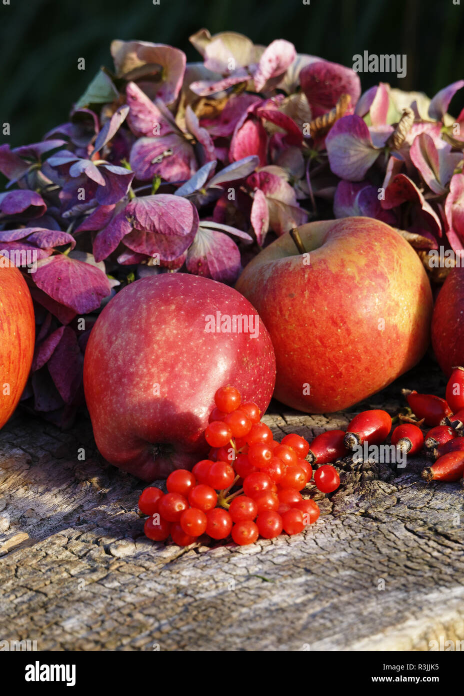 La récolte de pommes : Starkinson et Reine Pippin (le jardin de Suzanne, Le Pas, Mayenne, Pays de la Loire, France). Banque D'Images