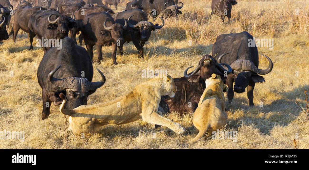 Un coin de lions d'Afrique, Okavango Delta, Botswana Banque D'Images
