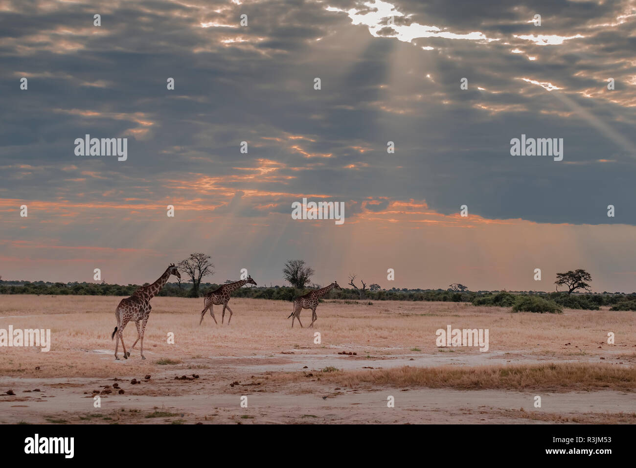 L'Afrique, Botswana, Chobe National Park. Les Girafes sur la savane. En tant que crédit : Jones & Shimlock / Jaynes Gallery / DanitaDelimont.com Banque D'Images