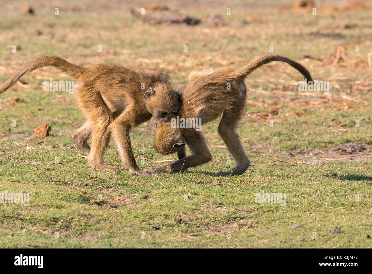 Les jeunes babouins (Papio cynocephalus) jouer le long de berges de rivière Chobe, au Botswana, l'Afrique. Banque D'Images