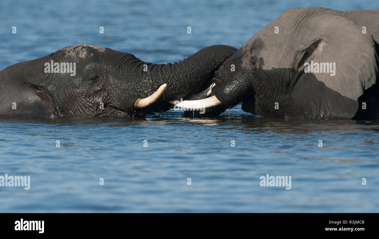 Le Botswana, l'Afrique. Deux éléphants africains dans la rivière Chobe. Banque D'Images