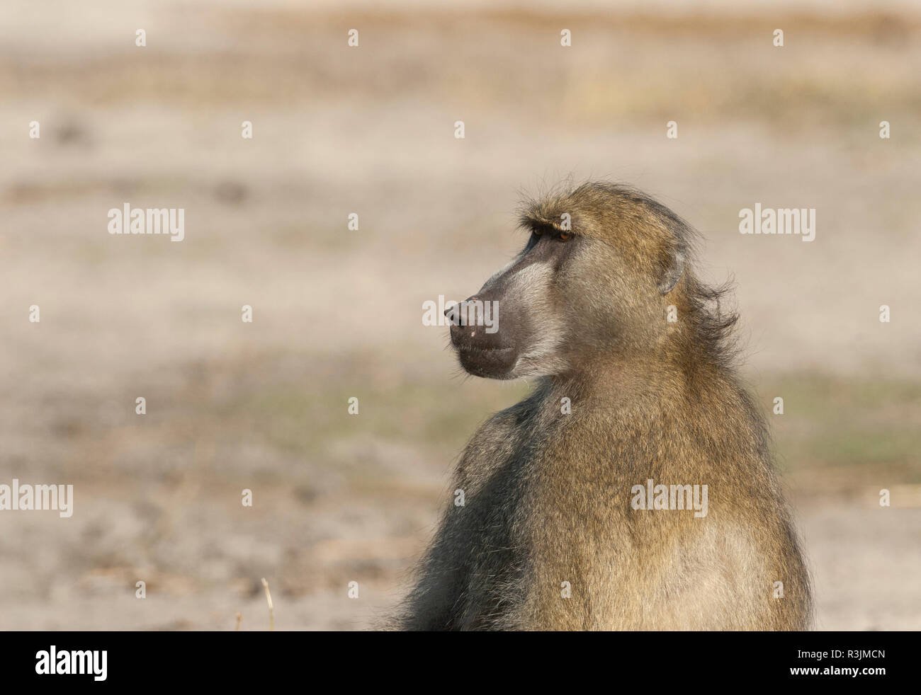 Le Botswana, l'Afrique. Babouin Chacma. Banque D'Images