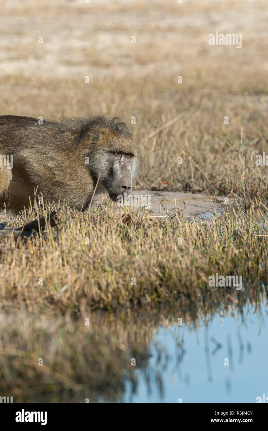 Le Botswana, l'Afrique. Babouin Chacma près de la rivière Chobe. Banque D'Images