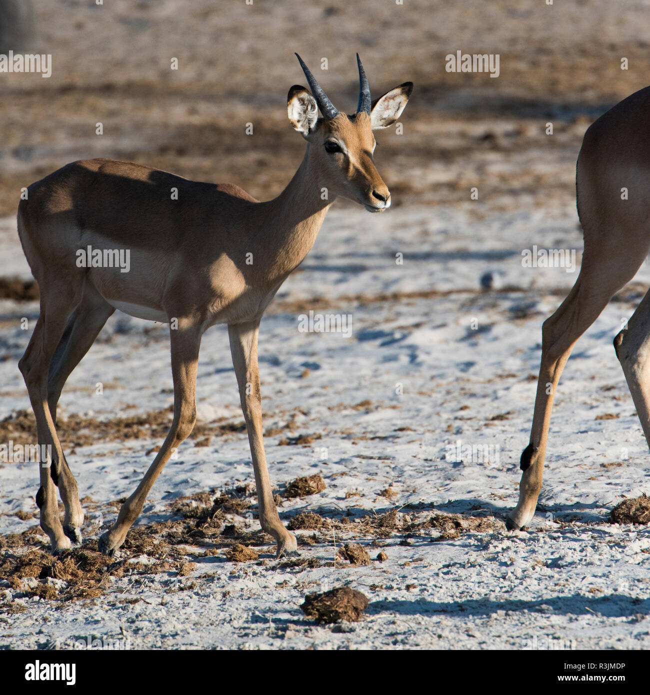 Le Botswana, l'Afrique. Impala. Banque D'Images