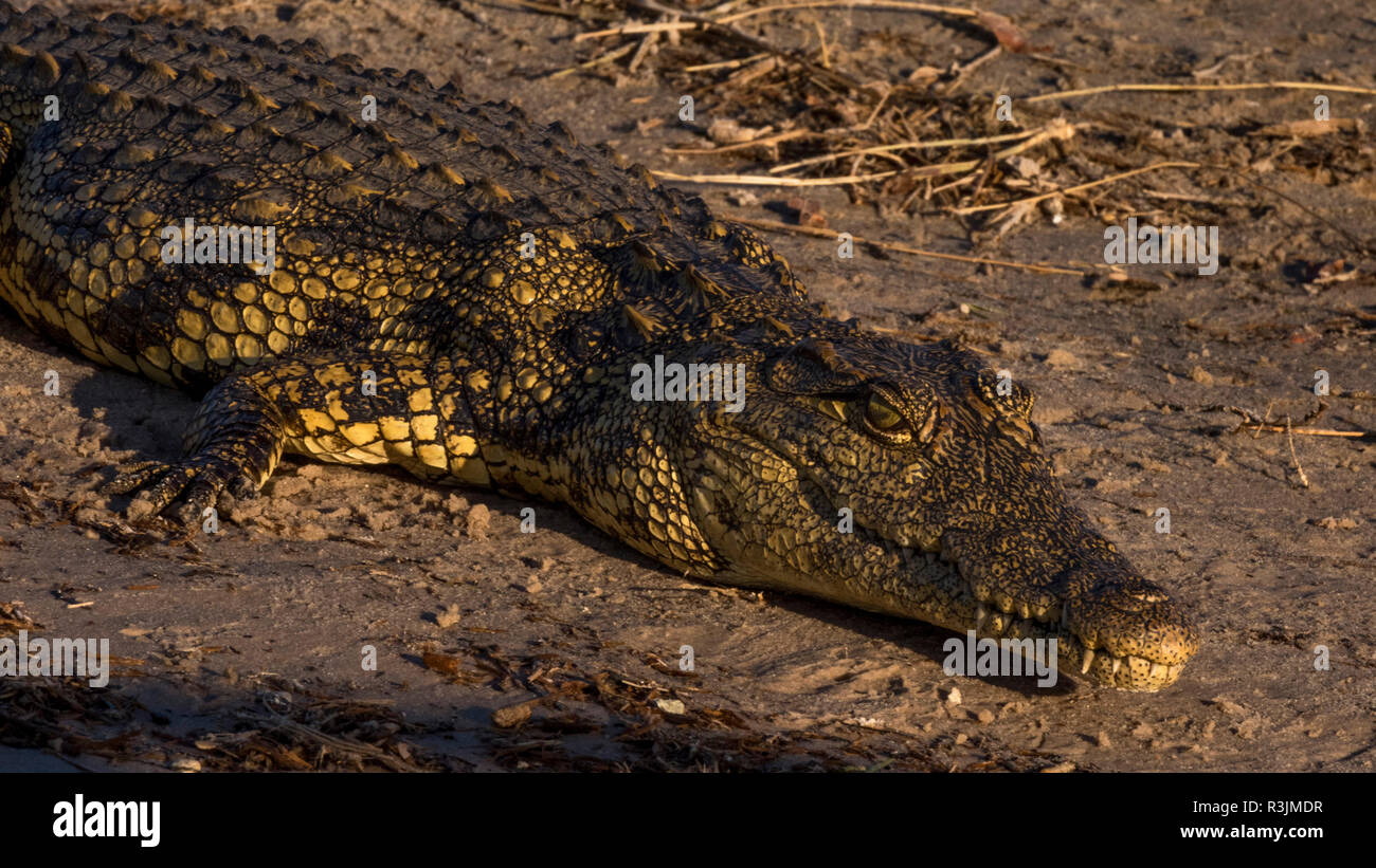 Le Botswana, l'Afrique. Le crocodile du Nil. Banque D'Images