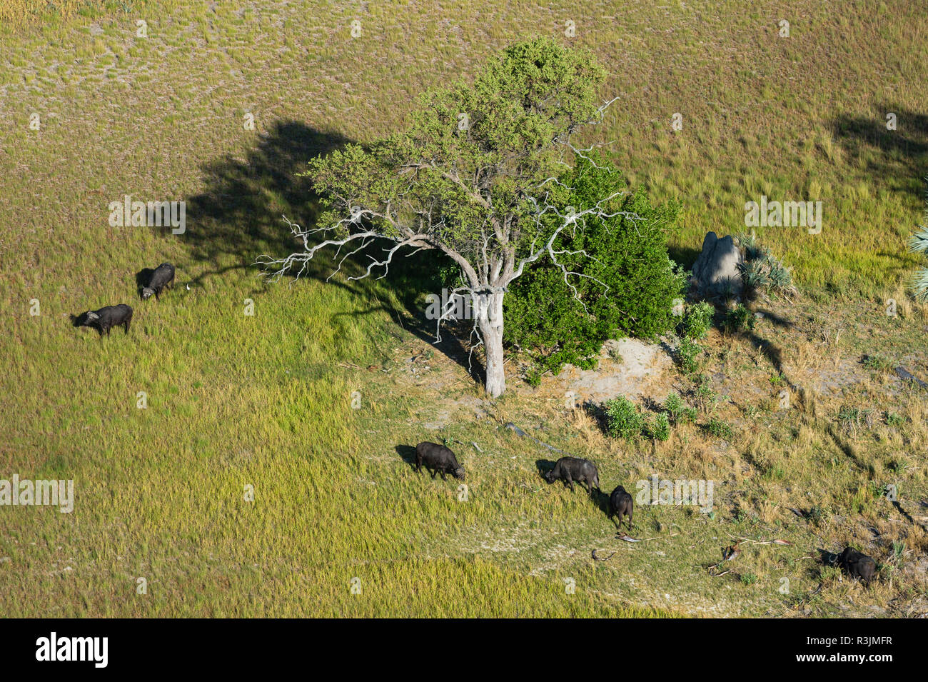 Vue aérienne de buffle (Syncerus caffer), Delta de l'Okavango, au Botswana. Banque D'Images