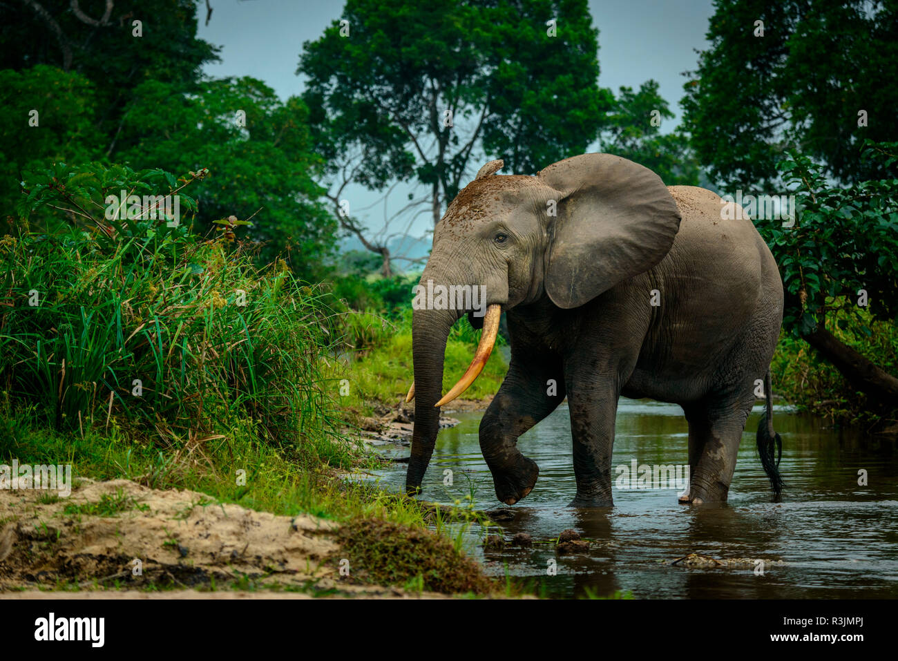 L'éléphant de forêt d'Afrique (Loxodonta cyclotis) Lekoli en rivière. Odzala-Kokoua Parc National. Région de la Cuvette-Ouest. République du Congo Banque D'Images