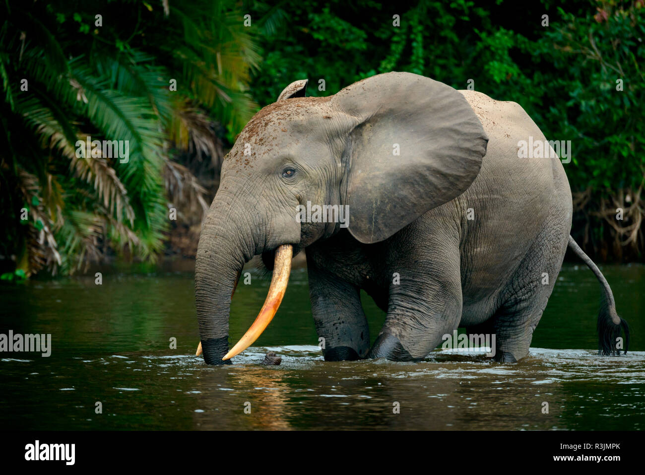 L'éléphant de forêt d'Afrique (Loxodonta cyclotis) Lekoli en rivière. Odzala-Kokoua Parc National. Région de la Cuvette-Ouest. République du Congo Banque D'Images