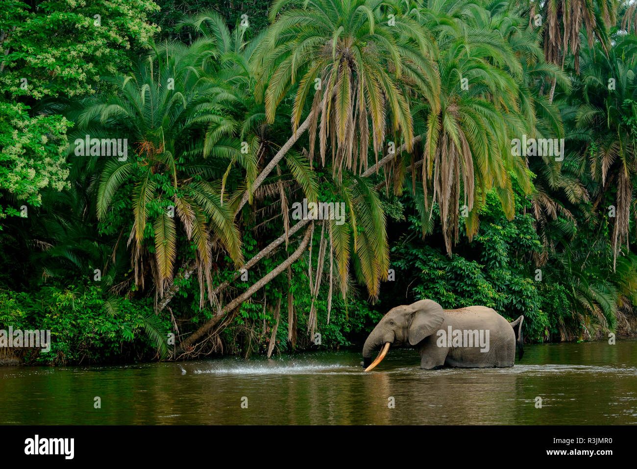 L'éléphant de forêt d'Afrique (Loxodonta cyclotis) Lekoli en rivière. Odzala-Kokoua Parc National. Région de la Cuvette-Ouest. République du Congo Banque D'Images