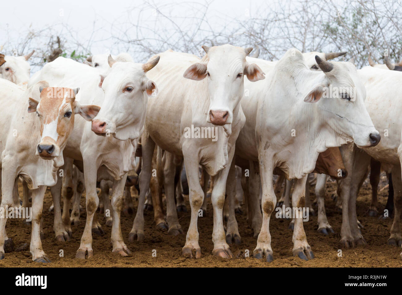 L'Afrique, l'Ethiopie, le sud de la vallée de l'Omo, Tribu Nyangatom. Photo d'un troupeau de bovins de l'Nyangtom. Banque D'Images